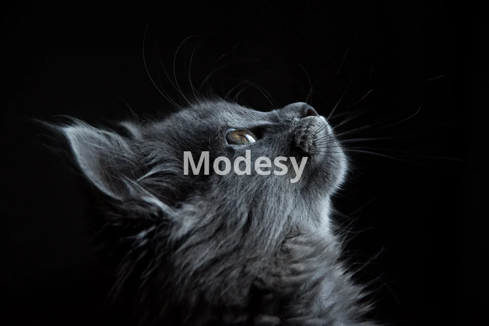 Adorable animals photo pack